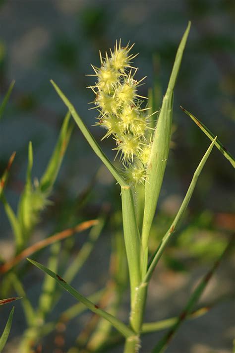 Dune Sandbur