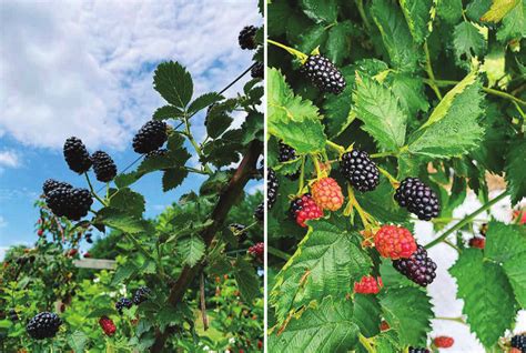 Blackberry Rubus Fruticosus L Fruit Download Scientific Diagram