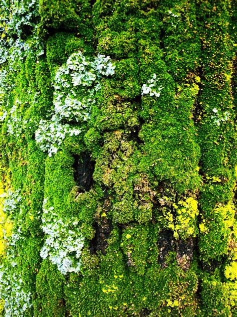 Moss Growing On The Side Of A Tree With Yellow And Green Leaves In The