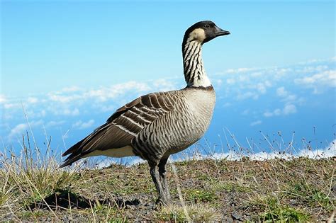 What Animals Live In Hawaii Worldatlas