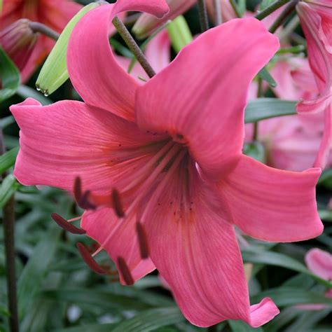 Lily Trumpet Orange Planet 5 Bulbs Longfield Gardens