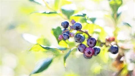 How To Grow Blueberries A Native Berry Dengarden