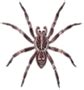 Pro Hunting: Huntsman spider kentucky