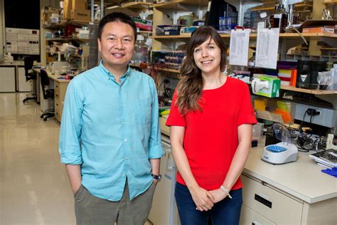 Salk Institute Xin Jin C Image Eurekalert Science News Releases