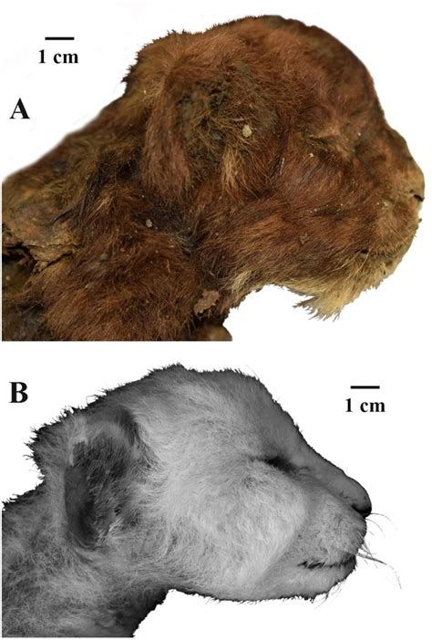 Well Preserved Remains Of Saber Toothed Kitten Found Frozen In Russian