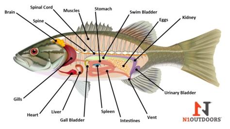 Fish Anatomy - [Internal & External Diagrams!] | N1 Outdoors