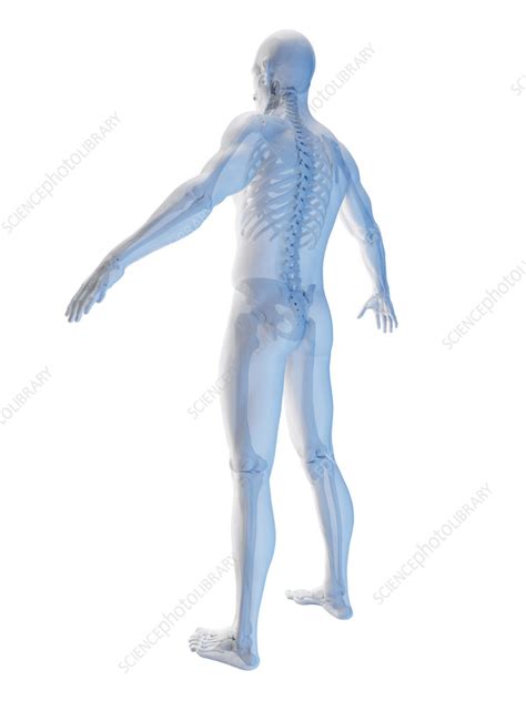 Male Skeletal System Illustration Stock Image F038 3625 Science Photo Library