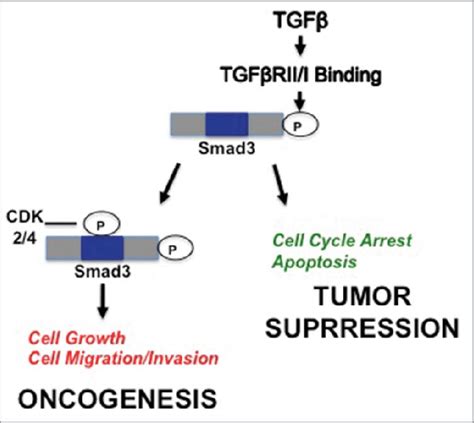 Proposed Model For Impact Of Cdk On Dichotomous Tgfb Smad