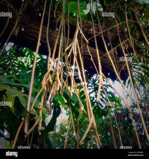 Hanging Roots High Resolution Stock Photography and Images - Alamy