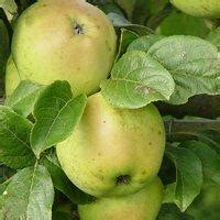 Buy Apple Trees Cooking Varieties Online Crj Fruit Trees Nursery Uk