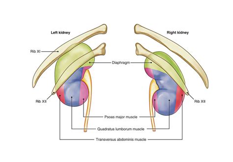 Kidneys Earths Lab