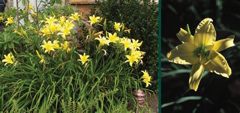 Hyperion Daylily Johnsons Nursery Kb