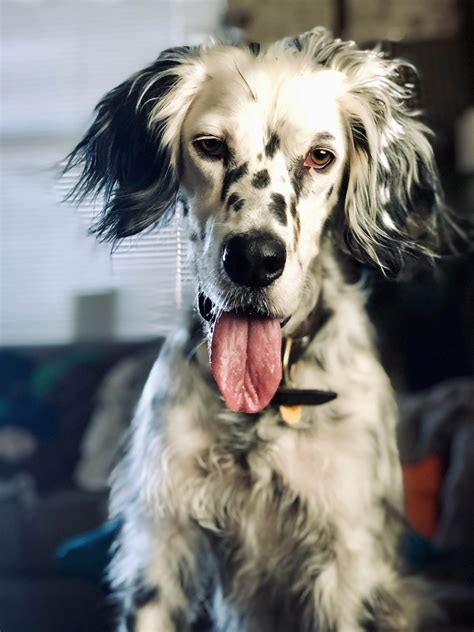 Vote For Wiley Above Beyond English Setter Rescue Star Search