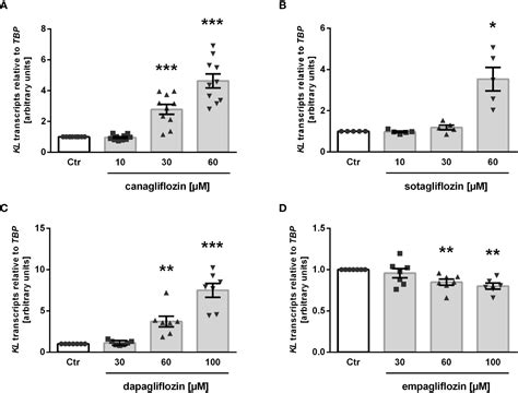 Frontiers The Impact Of Sglt2 Inhibitors On αklotho In Renal Mdck And