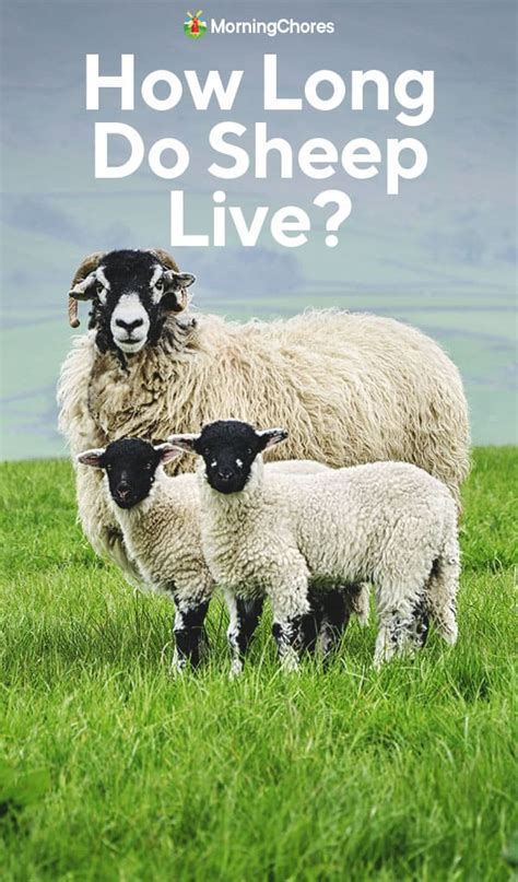 How Long Do Sheep Live & What Factors Contribute to Their Longevity?