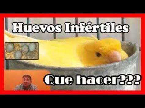 Qué hacer si los huevos de canarios no eclosionan encuentra la