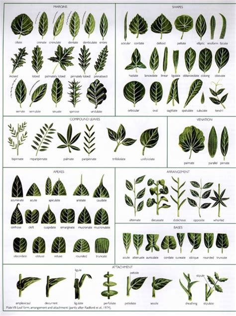 Botanical Drawings, Botanical Prints, Garden Trees, Trees To Plant ...