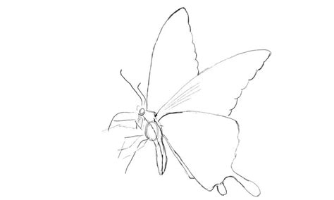 How To Draw A Butterfly In 8 Easy Steps A Z Animals