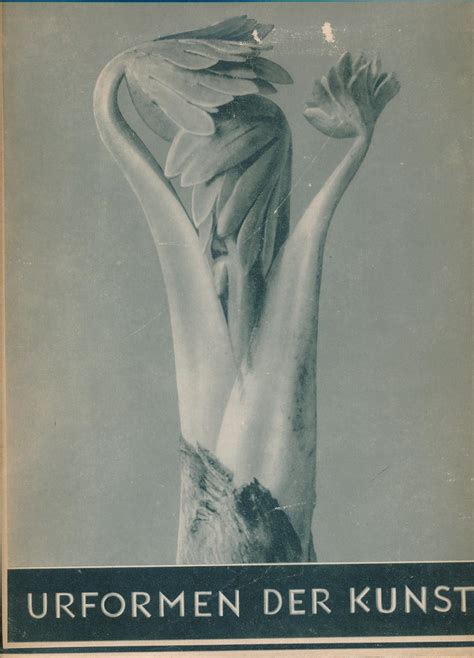 Urformen Der Kunst Von Karl Blossfeldt Zvab