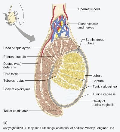 Structure Of Testis Diagram Testes Anatomy