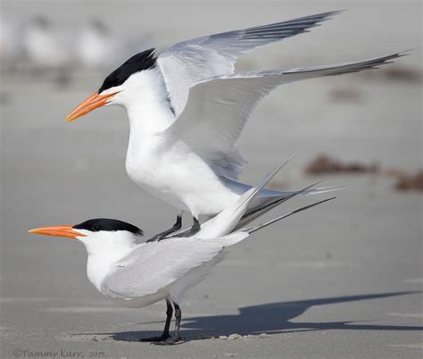 I Heart Florida Birds Beach Birds