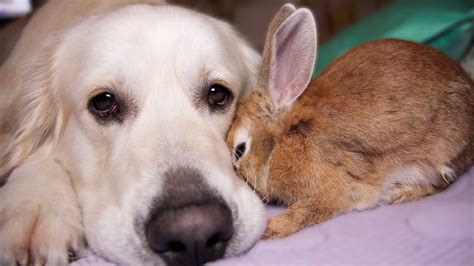 Can Bunnies Love Like Dogs Do