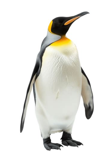 King Baby Penguin Penguin Animal Cartoon Penguin Png Transparent