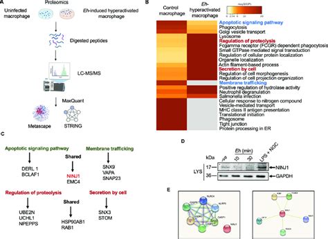 Shotgun Proteomics Analysis Of Uninfected Macrophages And E