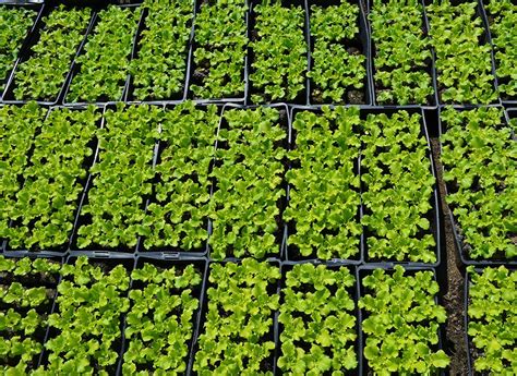 Comment bien démarrer ses semis en mars avril Semis Planter tomates