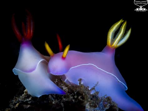 Nudibranchs Species