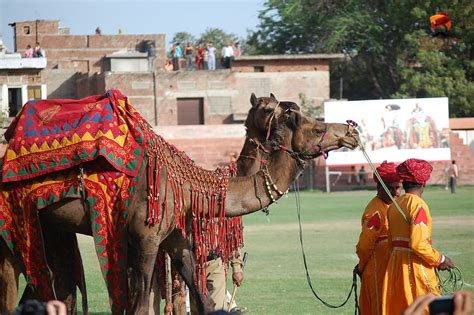 Camel Festival Bikaner 2020