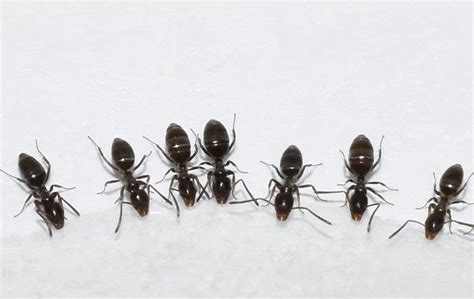 Odorous House Ant Identification Guide Action Pest Control