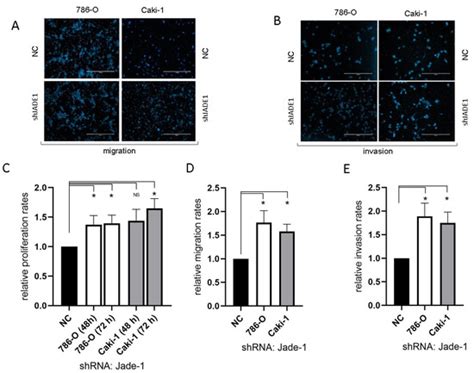 Microrna 155 5p Targets Jade 1 Promoting Proliferation Migration And