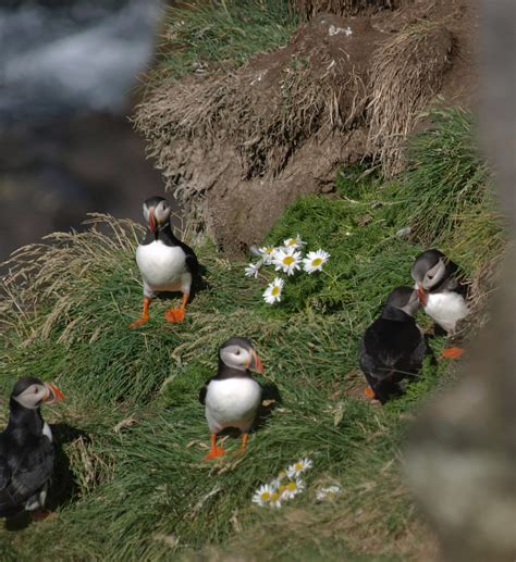 Puffin And Volcano Tour In Vestmannaeyjar