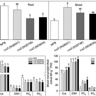 Total As Content A And Thiol Levels B In Roots Of Osrcs3 Mutants