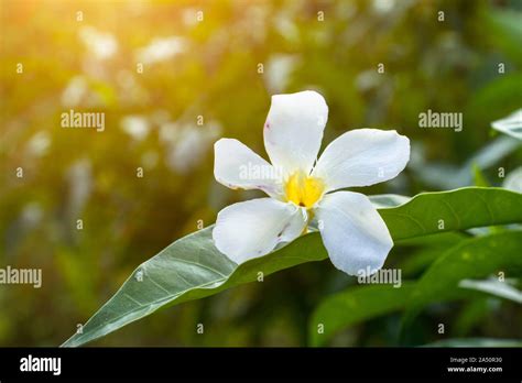 Shiuli Flower Png Clipart