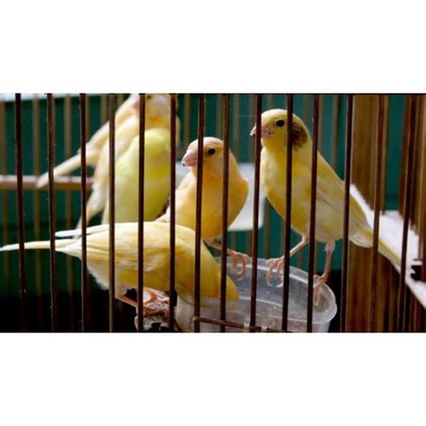 Jual BURUNG KENARI LOKAL SUPER BAHAN RAWATAN Shopee Indonesia