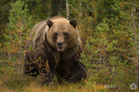 Photographing the Brown Bears of Finland | Nature TTL