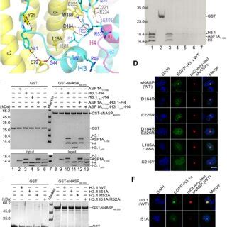 Histone Binding Mode Of SNASP Without ASF1 A Left Panels Gel