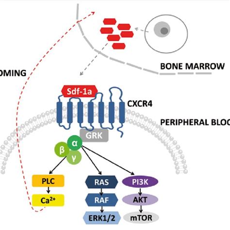 Familiar Mutation In CXCR4 The Table Shows CXCR4 Mutation Detected By