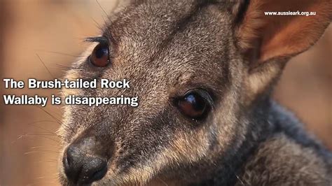 Watch Brush Tailed Rock Wallaby Habitat Incinerated Metro Video