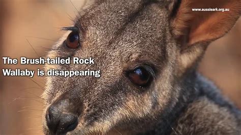 Watch: Brush-tailed rock-wallaby habitat incinerated | Metro Video