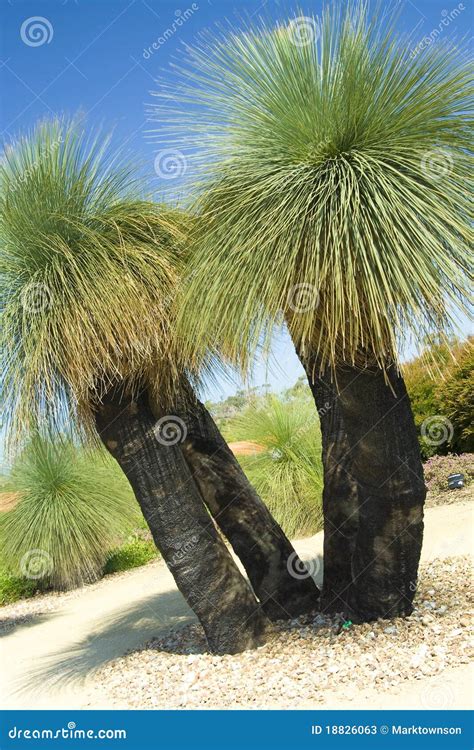 Australian Grass Tree - Xanthorrhoea Stock Image - Image: 18826063