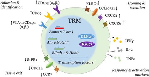 Resident Memory T Cells Intechopen