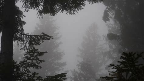 Wind In A Foggy Spruce Forest Hour Of Wind Sound Relaxing Stress