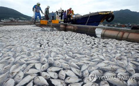 어류 폐사 거제서 남해로 확산27만마리 집계 연합뉴스