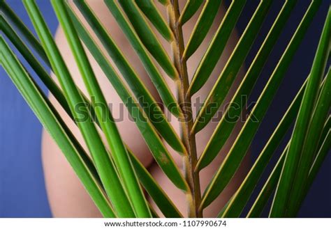 Beautiful Nude Woman Behind Palm Leaf库存照片1107990674 Shutterstock