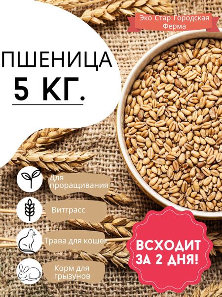 Пшеница для проращивания - купить с доставкой по выгодным ценам в ...