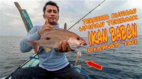 Umpan Jitu Untuk Ikan Babon Saat Mancing Dilaut Dapat Ikan Itu Pasti