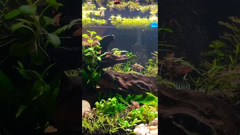 Planted Aquarium Youtube